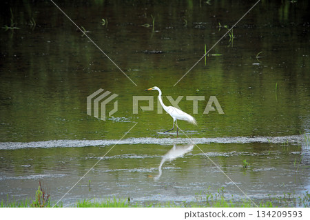 美麗的白鷺鷥來到海老名鄉間。 134209593