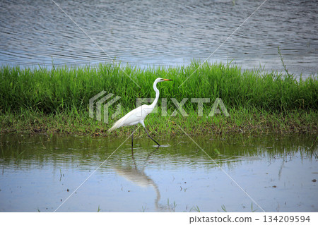 Beautiful egrets coming to the countryside of Ebina 134209594