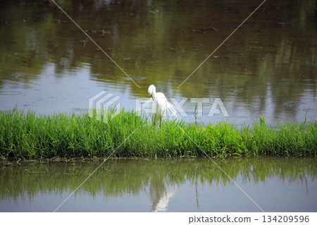 Beautiful egrets coming to the countryside of Ebina Beautiful egrets coming to the countryside of Ebina 134209596
