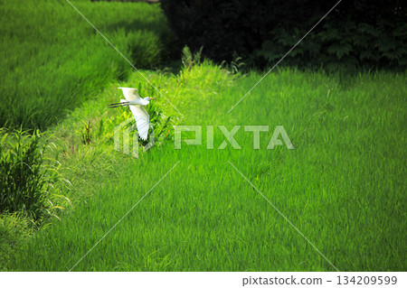 Beautiful egrets coming to the countryside of Ebina Beautiful egrets coming to the countryside of Ebina 134209599