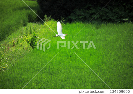 Beautiful egrets coming to the countryside of Ebina Beautiful egrets coming to the countryside of Ebina 134209600