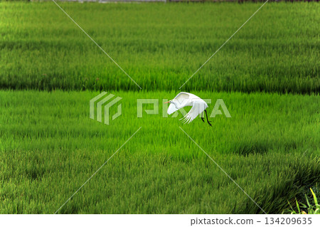 Beautiful egrets coming to the countryside of Ebina Beautiful egrets coming to the countryside of Ebina 134209635