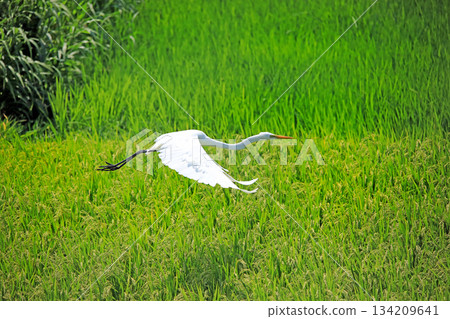 Beautiful egrets coming to the countryside of Ebina 134209641