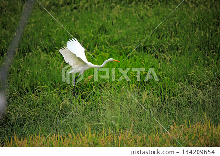 美麗的白鷺鷥來到海老名鄉間。 美麗的白鷺鷥來到海老名鄉間。 134209654