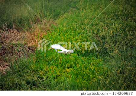 Beautiful egrets coming to the countryside of Ebina Beautiful egrets coming to the countryside of Ebina 134209657
