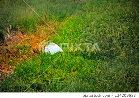 Beautiful egrets coming to the countryside of Ebina Beautiful egrets coming to the countryside of Ebina 134209658