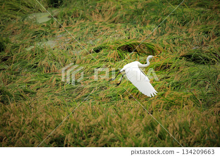 Beautiful egrets coming to the countryside of Ebina 134209663
