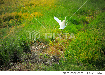 Beautiful egrets coming to the countryside of Ebina 134209667