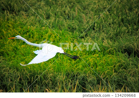 Beautiful egrets coming to the countryside of Ebina 134209668