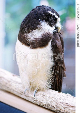 Spectacled owl 134209804