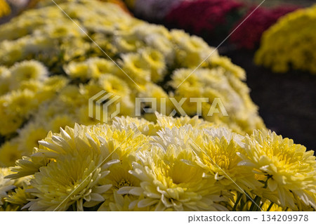 Chrysanthemum flowers in late autumn Chrysanthemum flowers in late autumn 134209978