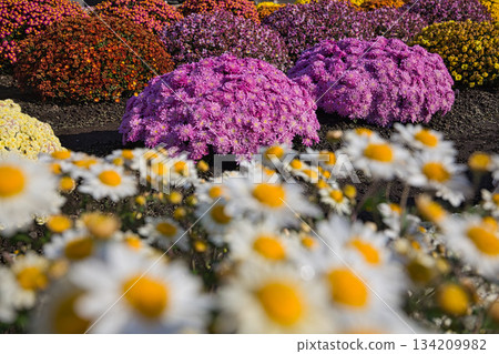 深秋的菊花 深秋的菊花 134209982