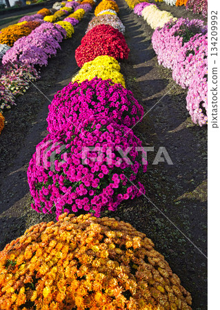 Chrysanthemum flowers in late autumn 134209992