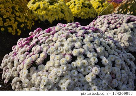 Chrysanthemum flowers in late autumn 134209993