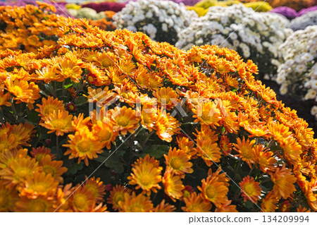 深秋的菊花 134209994