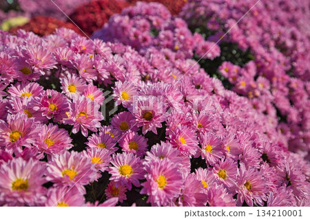 Chrysanthemum flowers in late autumn 134210001