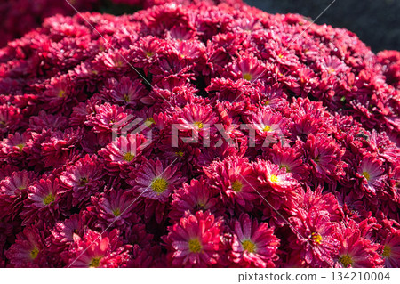 深秋的菊花 深秋的菊花 134210004