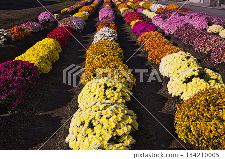 Chrysanthemum flowers in late autumn 134210005