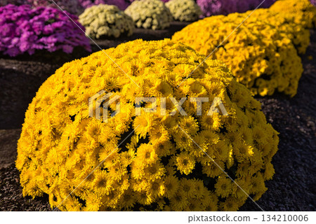 深秋的菊花 深秋的菊花 134210006