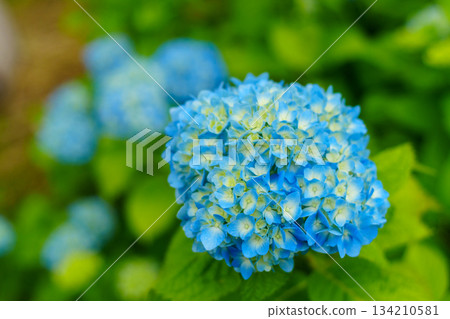 250628Tokamachi City Hydrangea Park 134210581