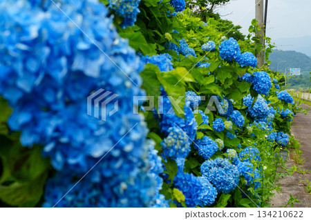250702榮村白町繡球花 134210622