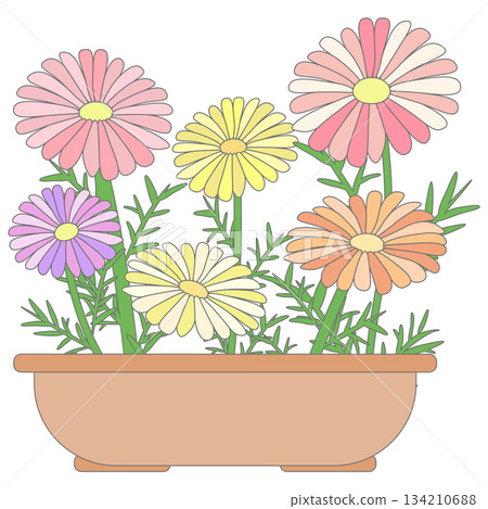 Planted marigolds Planted marigolds 134210688