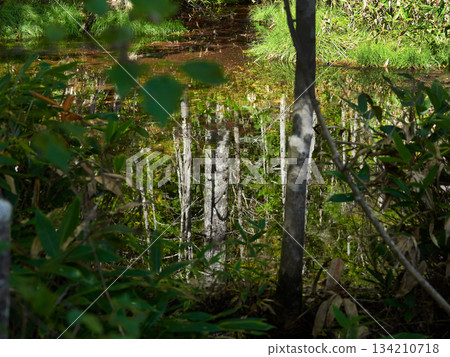 上高地濕地的原始森林和水面倒影，這裡是熱門旅遊景點。 134210718