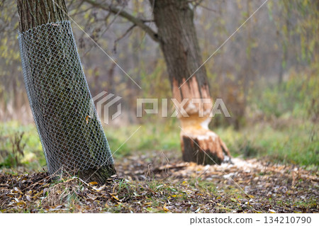 Tree on the shore of a reservoir damaged by beavers. High quality photo 134210790