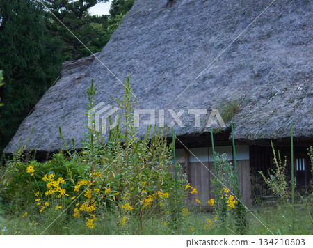 白川鄉露天博物館(世界遺產)的合掌造民居景觀 白川鄉露天博物館(世界遺產)的合掌造民居景觀 134210803