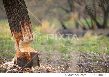 Tree on the shore of a reservoir damaged by beavers. High quality photo Tree on the shore of a reservoir damaged by beavers. High quality photo 134210835