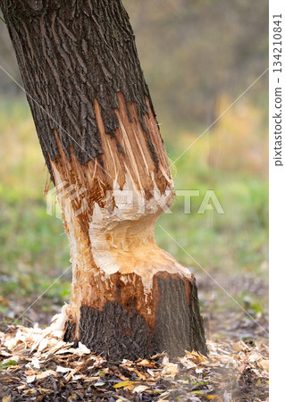 Tree on the shore of a reservoir damaged by beavers. High quality photo 134210841