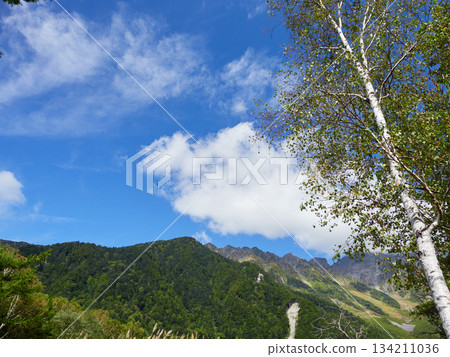 上高地旅遊景點的穗高山脈和白樺林 134211036