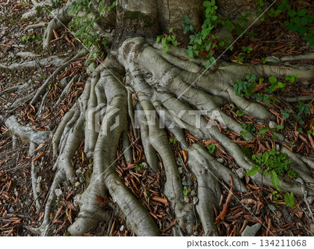 The long roots of a giant tree in the forest The long roots of a giant tree in the forest 134211068