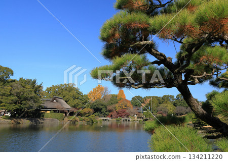 Japanese white pine in the elegant feudal lord's garden at Suizenji Jojuen Garden in Kumamoto Japanese white pine in the elegant feudal lord's garden at Suizenji Jojuen Garden in Kumamoto 134211220