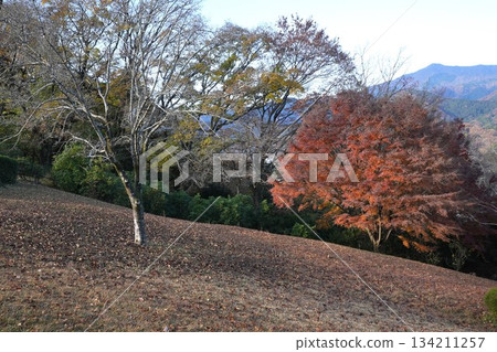 七澤森林公園的秋葉 七澤森林公園的秋葉 134211257