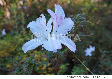 White Ryukyu Azalea 134211259