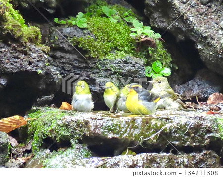 A Japanese white-eye and a Narcissus flycatcher having a chat while bathing 134211308