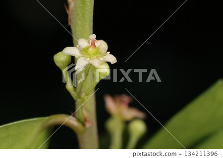 Nature Plants Haritsuru Euonymus, a five-petaled flower with five stamens, although some species have slightly different numbers Nature Plants Haritsuru Euonymus, a five-petaled flower with five stamens, although some species have slightly different numbers 134211396
