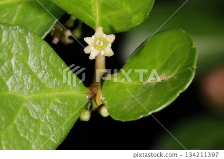 Nature Plants Haritsuru Euonymus, also used as a hedge in Okinawa. It has round, thick leaves and small white flowers. Nature Plants Haritsuru Euonymus, also used as a hedge in Okinawa. It has round, thick leaves and small white flowers. 134211397