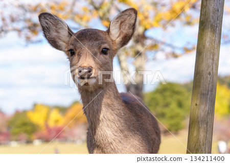 A deer in Nara staring at the camera with autumn leaves in the background A deer in Nara staring at the camera with autumn leaves in the background 134211400
