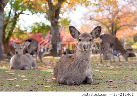 A herd of deer sitting in the shade of autumn trees in Nara Park A herd of deer sitting in the shade of autumn trees in Nara Park 134211401
