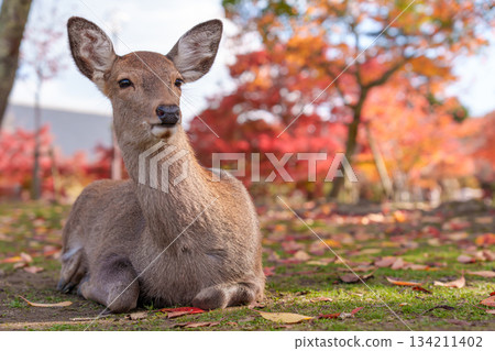 A deer in Nara sits with fiery red autumn leaves in the background A deer in Nara sits with fiery red autumn leaves in the background 134211402