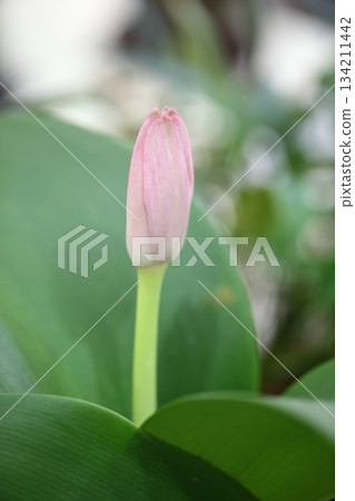 Mayuhakeomoto 花蕾 134211442