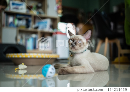 Kitten Siamese cat staying in human house. The Siamese is a cat breed native to Thailand. This cat is a pale cat with a dark facial mask, feet, ears and tail. Kitten Siamese cat staying in human house. The Siamese is a cat breed native to Thailand. This cat is a pale cat with a dark facial mask, feet, ears and tail. 134211459