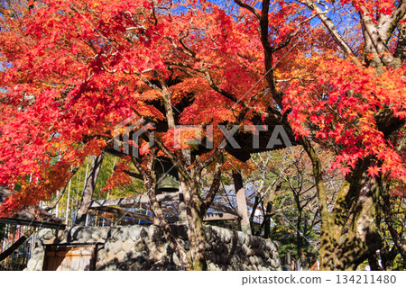 Autumn leaves at Shuzenji Temple in Izu 134211480