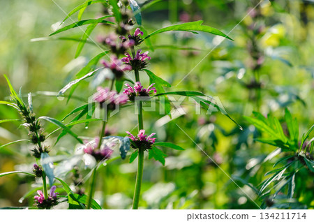 Leonurus sibiricus flowers in spring garden Leonurus sibiricus flowers in spring garden 134211714