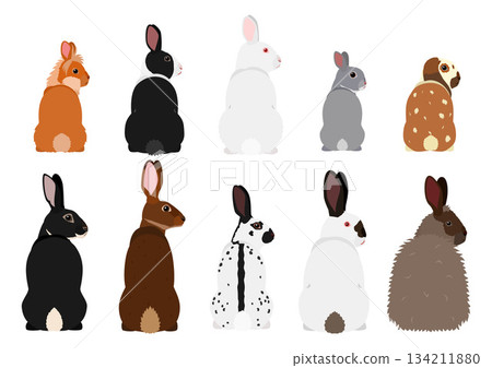 Set of various rabbits Set of various rabbits 134211880