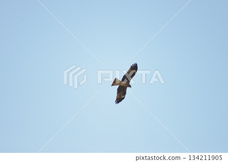 鳥兒飛翔在天空中 134211905