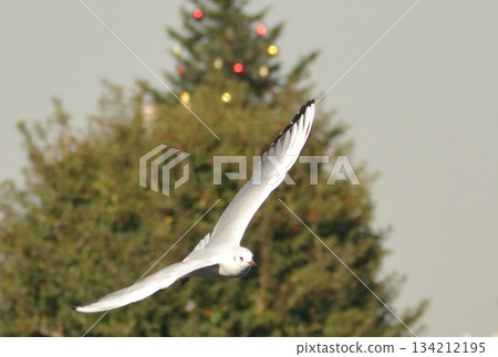 Birds flying in the sky Birds flying in the sky 134212195