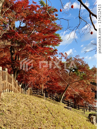 Looking up at the autumn leaves shining against the clear blue autumn sky (Higashi Park (Ashinobe Pond) / Okazaki City, Aichi Prefecture) 134212415